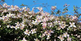 However, they are commonly grown in uk gardens and pruning involves cutting the plant back during the springtime. Pruning Clematis Montana Group 1 Clematis How When Pyracantha Co Uk