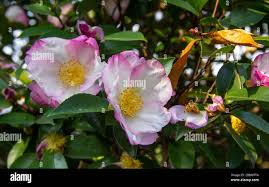 Image result for Theaceae