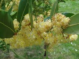 Image result for Lauraceae
