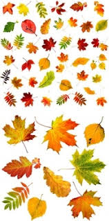 Check spelling or type a new query. Autumn Leaves Free Stock Photos Download 6 170 Free Stock Photos For Commercial Use Format Hd High Resolution Jpg Images