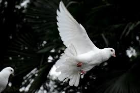 See more ideas about holy spirit, holy spirit images, prophetic art. 750 Holy Spirit Pictures Download Free Images On Unsplash