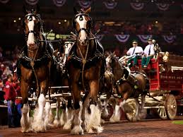 The budweiser clydesdales always make my horse lovin' heart melt & get me into the christmas spirit. Budweiser S Clydesdales Are Out For Christmas Video