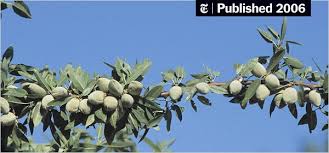 Check spelling or type a new query. Demand And Price Rise For Organic Almonds The New York Times