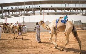 Canon 5d mark ll carl zeiss 35mm musica de joseph tawadros plays jt signature oud built by faruk türünz. 2021 Guide To Camel Race Abu Dhabi Arabiers