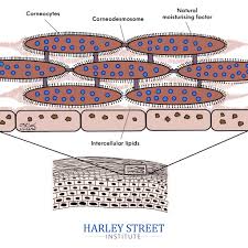 Image result for Alpha-Hydroxy acid