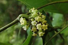 Image result for Marsdenia cynanchoides