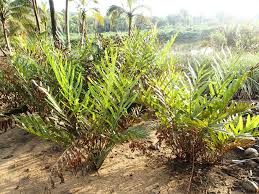 Image result for Acrostichum aureum