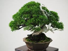 Tanaman hias akar karet kebo ini memiliki nama latin ficus elastica. Tanaman Hias Akar Dan Nama Latinnya 10 Jenis Sudah Tahu