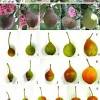 Apple, peach, plum and pear trees all grow well in a variety of climates. Https Encrypted Tbn0 Gstatic Com Images Q Tbn And9gcqwc2c9dinwxzivcbrm48rb Hgy K5fwdpdhbusb M Usqp Cau