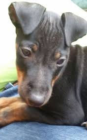 It is good with kids as well as other dogs. Manchester Terrier