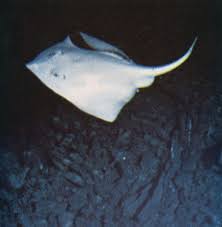 Image result for Ocean Mist 1977 Hussmann