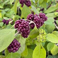 Image result for Uvaria acuminata