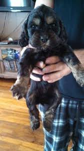 Click here to be notified when new cocker spaniel puppies are listed. Cocker Spaniels Puppies For Sale In Tallassee Alabama Classified Americanlisted Com