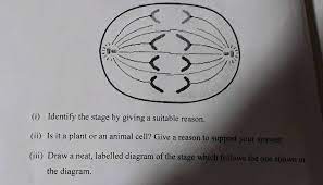 Maybe you would like to learn more about one of these? I Identify The Stage By Giving A Suitable Reason 11 Is It A Plant Or An