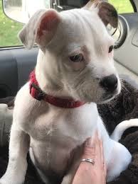 He definitely does not love other dogs, however, and he's the staffords evolved from those early bull and terrier crosses. Country Dog Groomers On Twitter Stacey 14 Week Old Female Staffordshire Bull Terrier Cross Jack Russell Terrier Https T Co Soslwkfneh
