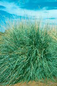 Image result for Anthephora pungens