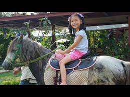 น องช ลช ลข ม าต วใหญ กล าม ย เท ยวเช ยงใหม ฉำฉาคาเฟ ดอยคำ youtube