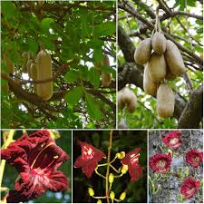 Image result for Kigelia africana