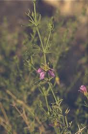 Image result for Fagonia