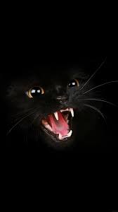 Wonderful Black Cat Blackaesthetic Allthingsblack Blackcolor Blackphotography Hayvan Hayvan Fotografciligi Hayvan Ilustrasyonlari