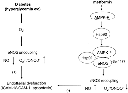 For the diabetes prevention program research group. Activation Of The Amp Activated Kinase By Antidiabetes Drug Metformin Stimulates Nitric Oxide Synthesis In Vivo By Promoting The Association Of Heat Shock Protein 90 And Endothelial Nitric Oxide Synthase Diabetes