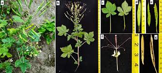 Image result for Cleome schimperi