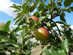 Adding fruit trees into your landscape or home orchard provides beautiful blooms and healthy edible fruits. How To Buy Fruit Trees Suffolk Fruit And Trees The Fruit Tree Specialists