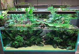 Pin By Lumpyspaceprincess On Fish Tanks Aquarium Design Aquascape Aquarium Fish