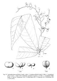 Image result for Lepisanthes senegalensis