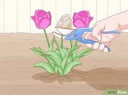 They need time after blooming to store energy in the bulbs for next year's bloom. How To Care For Tulips 15 Steps With Pictures Wikihow