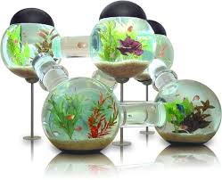 This article will be providing a detailed beginners guide on how to setup a tank for your betta fish. Why Would You Make Fish Tanks Like This Album On Imgur