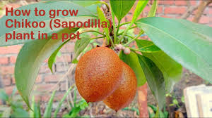 The sapodilla fruit is sand colored with a skin similar to a kiwi but without the fuzz. How To Grow Sapodilla Chikoo Plant In A Pot Protect Sapota Plant From Leaf Webber Insect Youtube