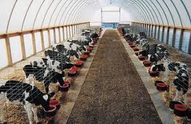 Mbdbuildings Com Photo Gallery 13 Dairyandcattlefarmbuildingsandbarns Wgc Media Photos 10 20calf 20barn Jpg Buzagi Evcil Hayvan Bakimi Hayvan Barinagi