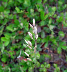 Image result for Panicum monticola