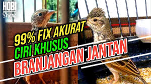 Membedakan Branjangan Jantan Dan Betina Akurat Ciri Ciri Branjangan Jantan Youtube