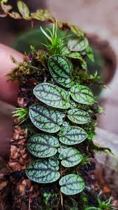 Image result for Lipotriche robinsonii