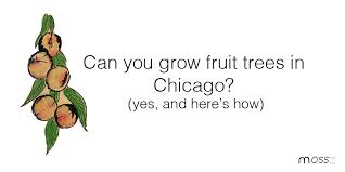 People often ask me what is the best shade tree. Fruit Trees In Chicago How To Grow Fruit Trees In Chicago Moss Design