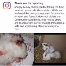 Petition Demand For Instagram To Improve Its Rules Against Animal Cruelty Change Org Animal Cruelty Petition Social Media Site