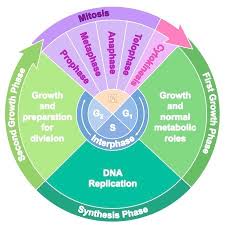 In cell a, what structure is labeled x? Cell Cycle Bioninja