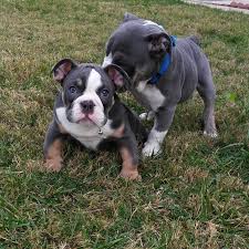 Right now, we have 3 female olde english bulldogge puppies available for new. Olde English Bulldogges For Sale Online