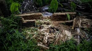 Amazon yağmur ormanlarında meydana gelen ormansızlaşma - İstiklal Gazetesi