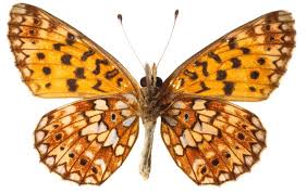 Image result for Fuirena bullifera