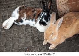 Image result for tbn:nuNU7FPK4A54yM::rvforsaleguide.com/images/bunny-resting-picture.jpg