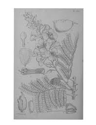 Image result for Clitandra cymulosa