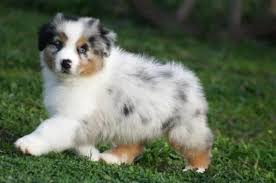 We did not find results for: Regalo Pastore Australiano Da Privato A Pordenone Vendita Cucciolo Cuccioli Pastore Australiano