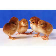 Check spelling or type a new query. Cackle Hatchery Cherry Egger Chicken 110m Blain S Farm Fleet