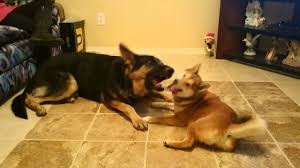 Maybe you would like to learn more about one of these? Shiba Inu German Shepherd Mix Information My First Shiba Inu