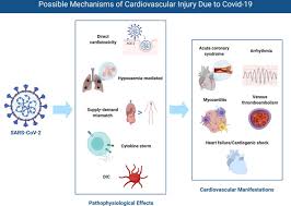 If true, this could, in part, explain some of the observed cardiac injury and arrhythmias in. Cardiovascular Manifestations And Treatment Considerations In Covid 19 Heart