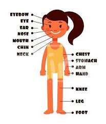 Related posts of women body parts photos reproductive system of female video. Image Details Ist 15213 08226 Cartoon Little Girl Vocabulary Of Human Body Parts Vector Set Illustration Of Female Kid Body Name Vocabulary Cartoon Little Girl Vocabulary Of Human Body Parts Vector Set