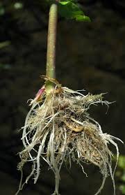 Veronica catenata (water speedwell): Go Botany